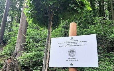 6 CZERWCA – JAK DĄB…